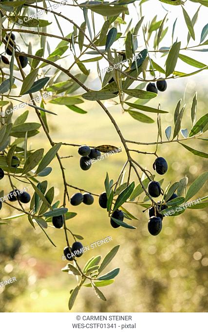 Italy, Tuscany, ripe olives on tree