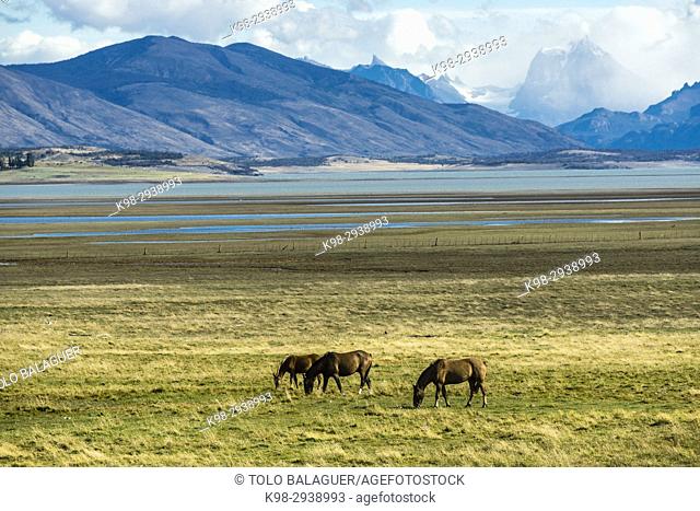 Horses in the Pampas near lago Roca, Patagonia, Argentina