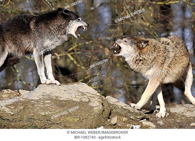 Mackenzie Valley Wolves or Canadian Timber Wolves (Canis lupus occidentalis) fighting to determine hierarchy with threatening gestures