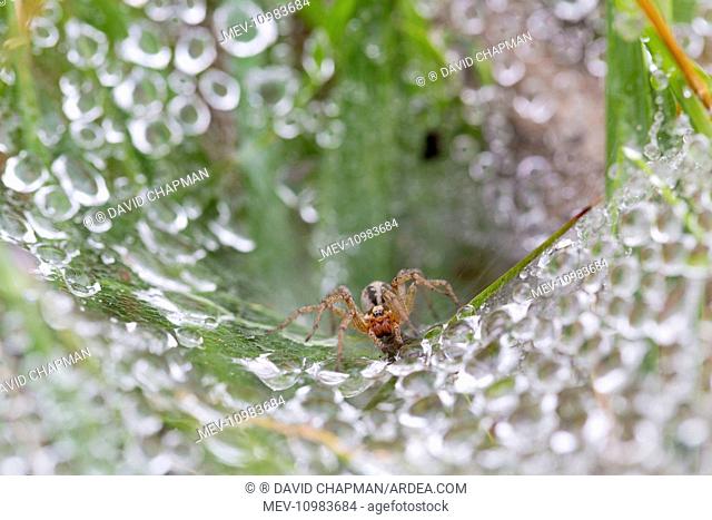 Labyrinth Spider on Web with water droplets in summer - UK (Agelena labyrinthica)