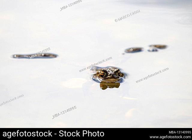 Common toad in the water