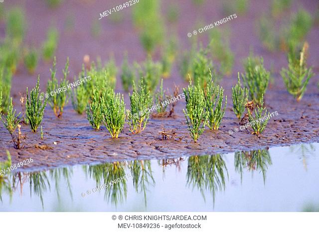 Common GLASSWORT / Marsh Samphire - At water's edge (Salicornia europaea)