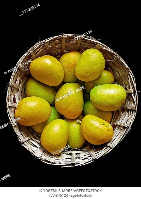 Alphonso mangoes Mangifera indica L  Anacardiaceae are kept in a basket for packing  Ratnagiri, Maharashtra, India