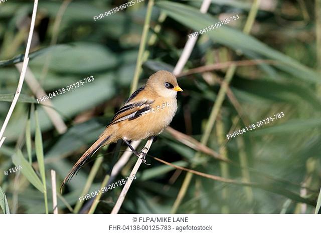 Bearded Tit (Panurus biarmicus) juvenile male, perched on reed stem, Sussex, England, August