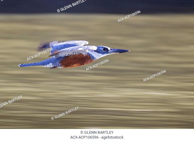 Ringed Kingfisher (Megaceryle torquata) flying in the Pantanal region of Brazil