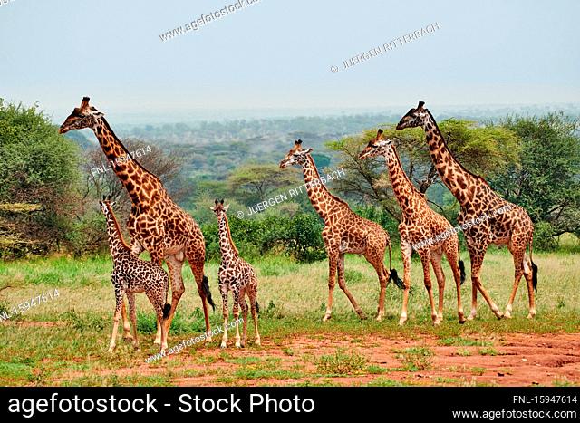 Massai giraffes, Giraffa camelopardalis tippelskirchi, Serengeti National Park, Tanzania, East Africa, Africa