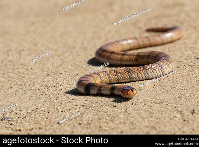 Africa, Namibia, Swakopmund, Dorob National Park, Coral Snake (Aspidelaps lubricus lubricus)