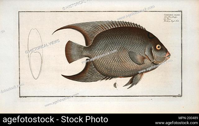 Chaetodon ciliaris, The Hairy Angel-Fish. Bloch, Marcus Elieser, 1723-1799 (Author) Laveaux, J.-Charles (Jean-Charles), 1749-1827 (Translator)