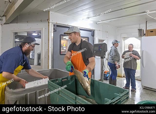 Bay Port, Michigan - Workers process the day's whitefish catch at the Bay Port Fish Company. The company is located on the shore of Lake Huron's Saginaw Bay