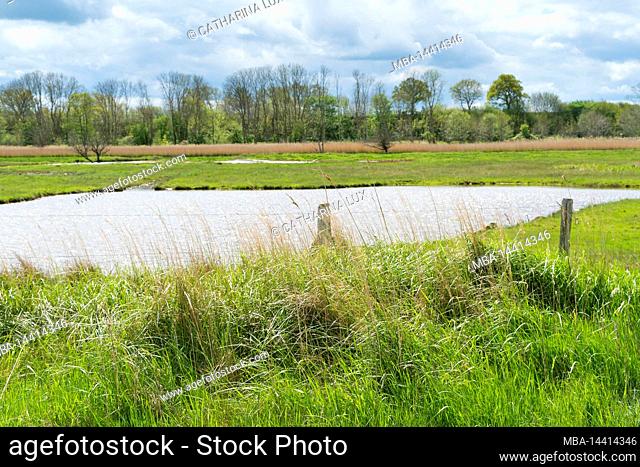 Germany, Schleswig-Holstein, nature reserve Geltinger Birk, salt marshes