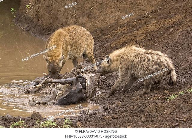 Spotted Hyena, at Wildebeest kill, Tanzania, Crocuta crocuta, standing in water, Africa