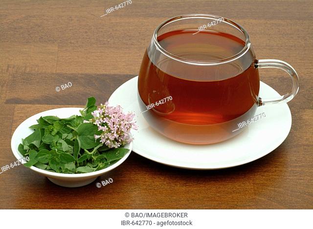 Oregano or Pot Marjoram (Origanum vulgare), herbal tea