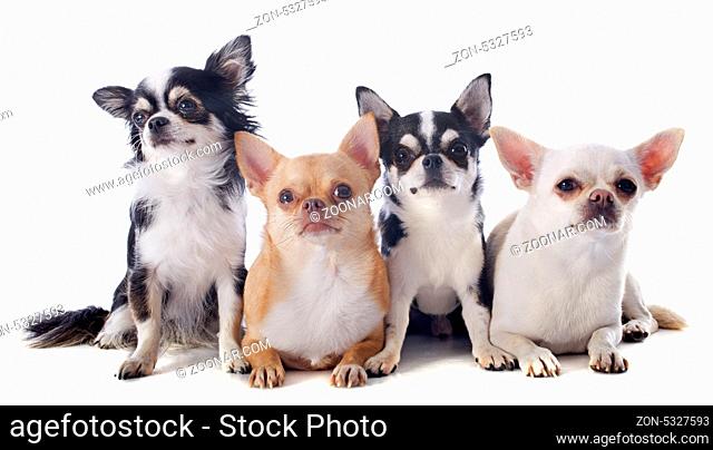 purebred chihuahuas in front of white background