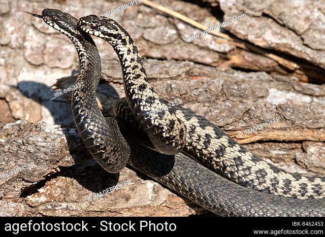 Adder two snakes with outstretched tongues in a commensal fight, lying in front of a tree trunk, lambent, looking left