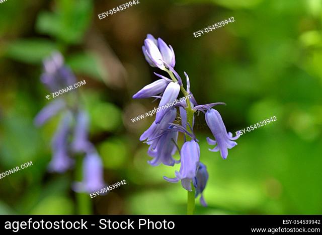 Hasengloeckchen ( Hyacinthoides non-scripta ). Hyacinthoides, known as bluebells. in spring