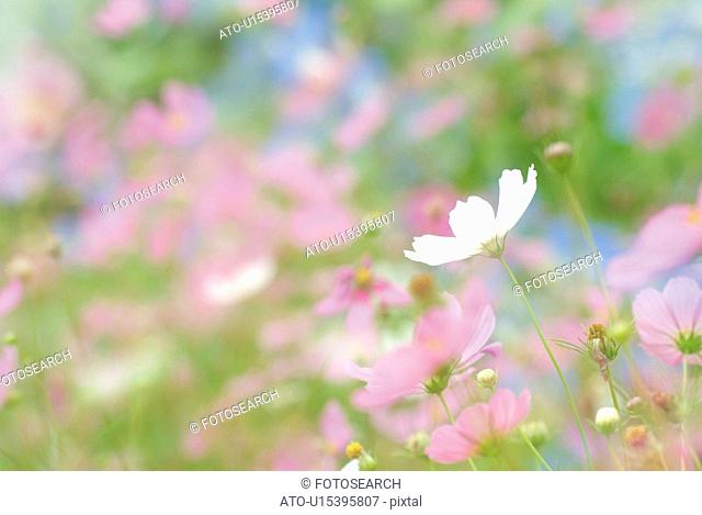 Cosmos in field, high angle view, close up, differential focus, Nagano prefecture, Japan