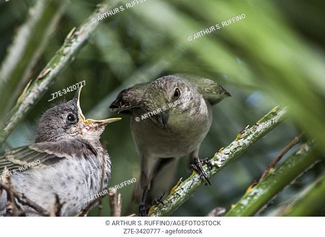 Florida mockingbird chick crying to be fed. Nest built in a Florida Chinesese fan palm tree (Livistona chinensis). The Florida Mockingbird (Mimus polyglottos)...