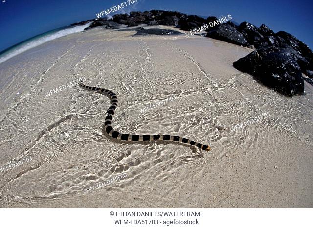Poisonous Banded Sea Snake, Laticauda colubrina, Noumea, Amedee Island, New Caledonia