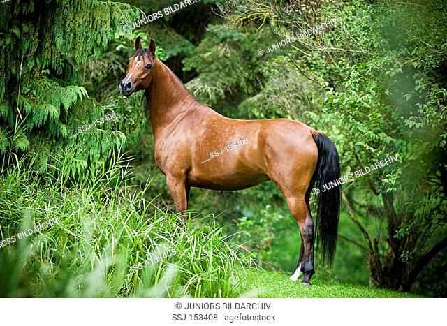 Arabian horse - standing on meadow