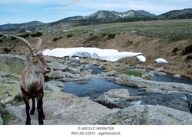 Spanish Ibex male Sierra de Gredos Spain Capra pyrenaica victoriae
