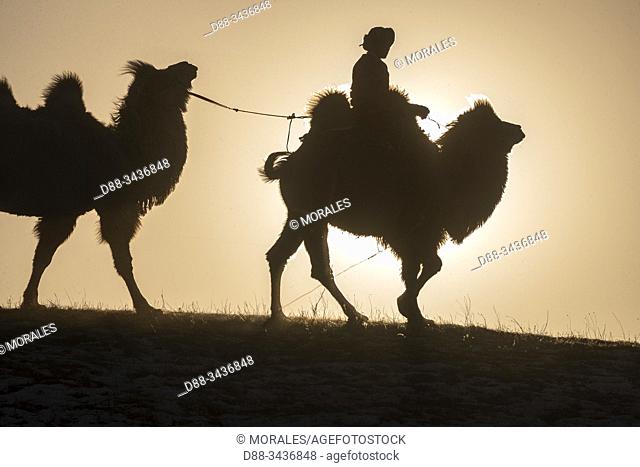 China, Inner Mongolia, Hebei Province, Zhangjiakou, Bashang Grassland, Mongol driving a camel caravan of Bactrian camel (Camelus bactrianus)