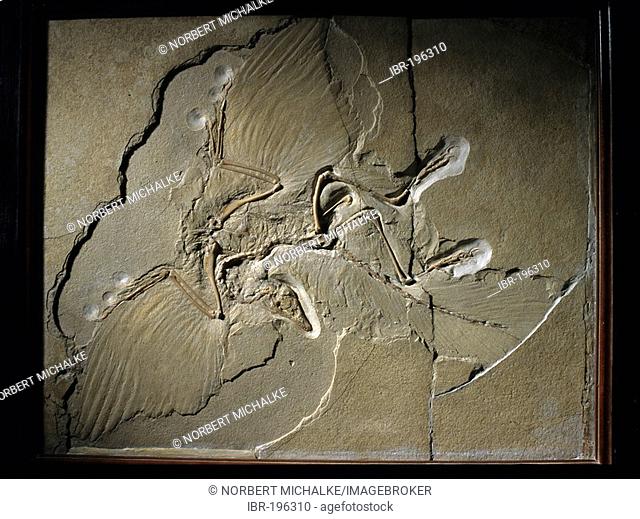 Specimen of the prehistoric bird Archaeopteryx Lithographica, Museum of Natural History, Germany