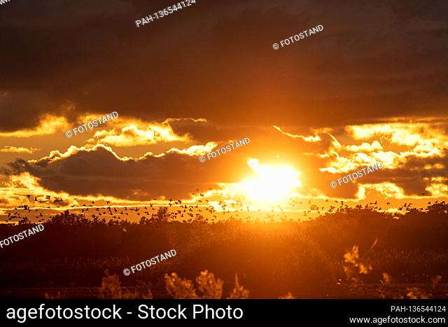 Dierhagen - Ost, Germany October 2020 Ostseestrand - October - 2020 Reeds, reeds, evening sun, autumn, sunset, cranes | usage worldwide