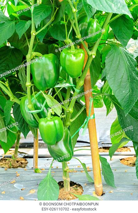 Green bell pepper plantation with plastic film placed over the ground