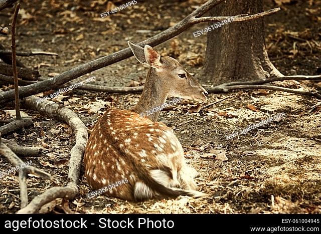 Young Spotted Deer Lies on the Ground