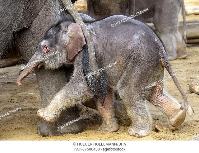 Elephant mother Manrai and her daughter nicknamed 'Maeuschen' explore the open-air enclosure at the Adventure Zoo in Hanover, Germany, 25 January 2017
