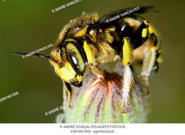 Wool Carder Bee Anthidium manicatum, Portugal