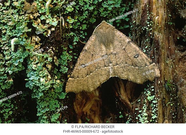 Scalloped Hazel Moth Odontopera bidentata adult, resting on lichen covered trunk of dead oak tree, Powys, Wales