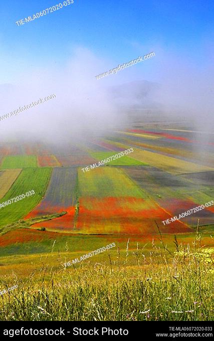 Fog on the plain of lentils bloom , Castelluccio di Norcia (Perugia) ITALY-07-07-2020
