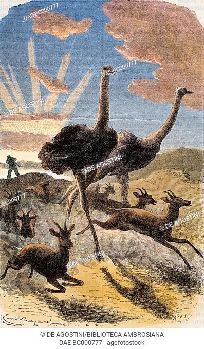 Ostriches and antelopes fleeing, hunting scene, drawing by Emile Antoine Bayard (1837-1891) from Exploration of the Nile tributaries of Abyssinia, 1861-1862