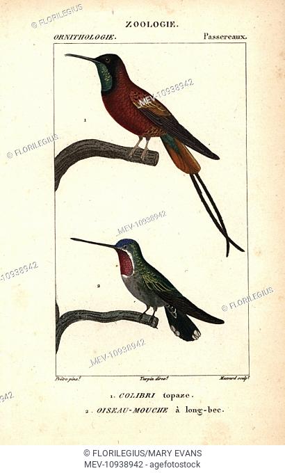 Crimson topaz hummingbird, Topaza pella, and long-billed starthroat, Heliomaster longirostris. . Handcolored copperplate stipple engraving from Dumont de...