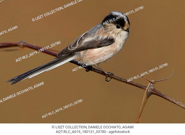 Italian Long-tailed Tit perched on a branch, Long-tailed Tit, Aegithalos caudatus
