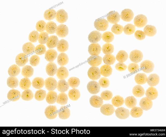 Arabic numeral 46, forty six, from cream flowers of chrysanthemum, isolated on white background