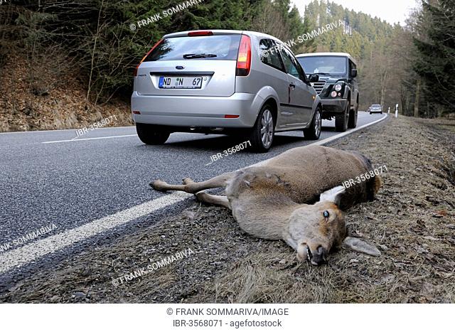 Red Deer (Cervus elaphus), hind lying dead by the roadside, roadkill