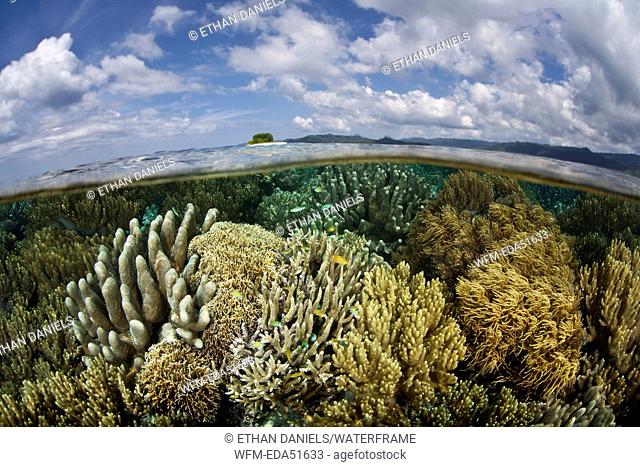 Diverse Corals on Reef Top, Raja Ampat, West Papua, Indonesia
