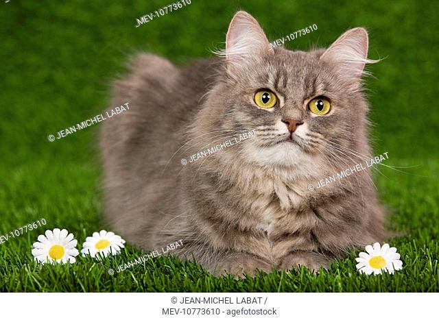Cat - Siberian Blue Mackerel Tabby - sitting down on grass amongst flowers