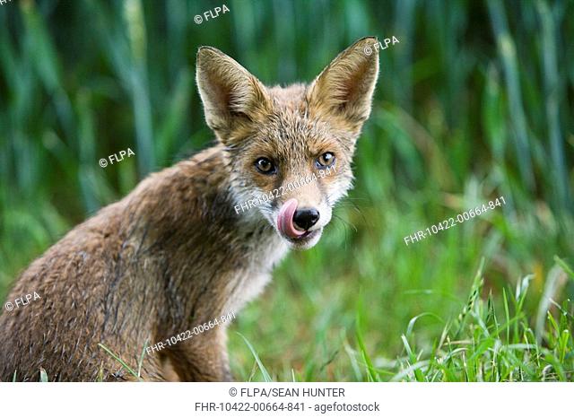 European Red Fox Vulpes vulpes juvenile, licking nose, sitting at edge of wheat field, Oxfordshire, England, june