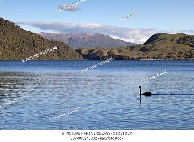 Lake Okareka with a black swan at sunset in New Zealand
