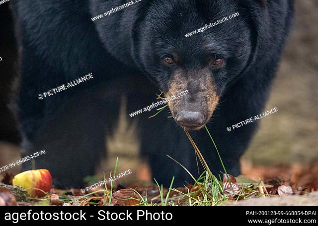 28 January 2020, Lower Saxony, Osnabrück: Black bear ""Honey"" dares to take a look at the black bear enclosure in the North American animal world ""Manitoba""...