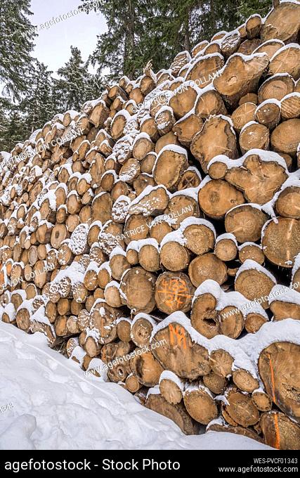 Logs with snow at Harz National Park in winter