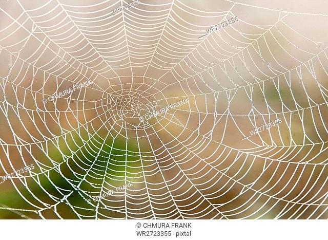 close-up, connection, day, design, detail, dew, dewdrop, drop, droplet, droplets, macro, morning, nature, net, network, pattern, silk, spider, sticky, texture