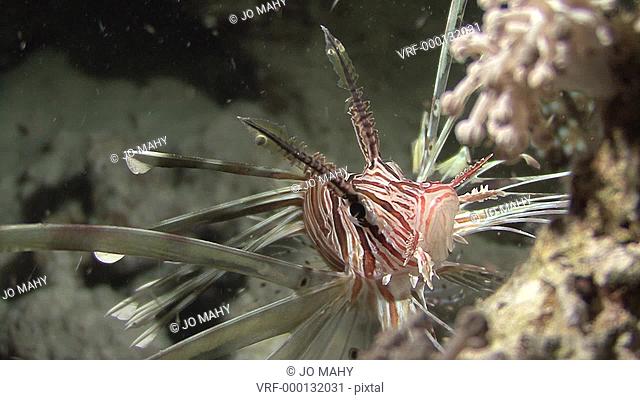 small lion fish Pterois mi cu luking at night, Red sea, Egypt