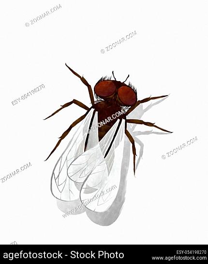 watercolor house fly illustration on white background