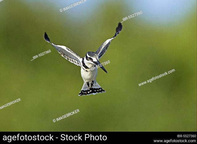 Alcedo rudis, Grey Kingfisher, Kingfisher, Kingfishers, animals, birds, Pied Kingfisher (Ceryle rudis) adult, in hovering flight, Okavango Delta, Botswana