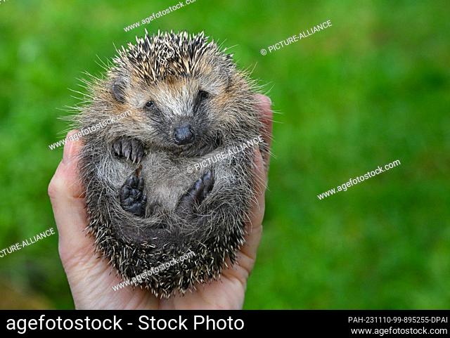 09 November 2023, Brandenburg, Neuzelle: In the hands of Simone Hartung from the Neuzelle hedgehog station lies the small hedgehog named ""Bärbel""