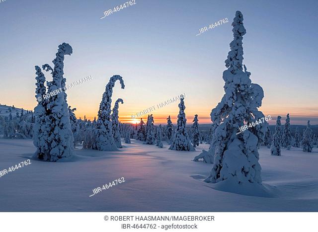 Snow-covered spruces, winter landscape at sunset, Riisitunturi National Park, Posio, Lapland, Finland